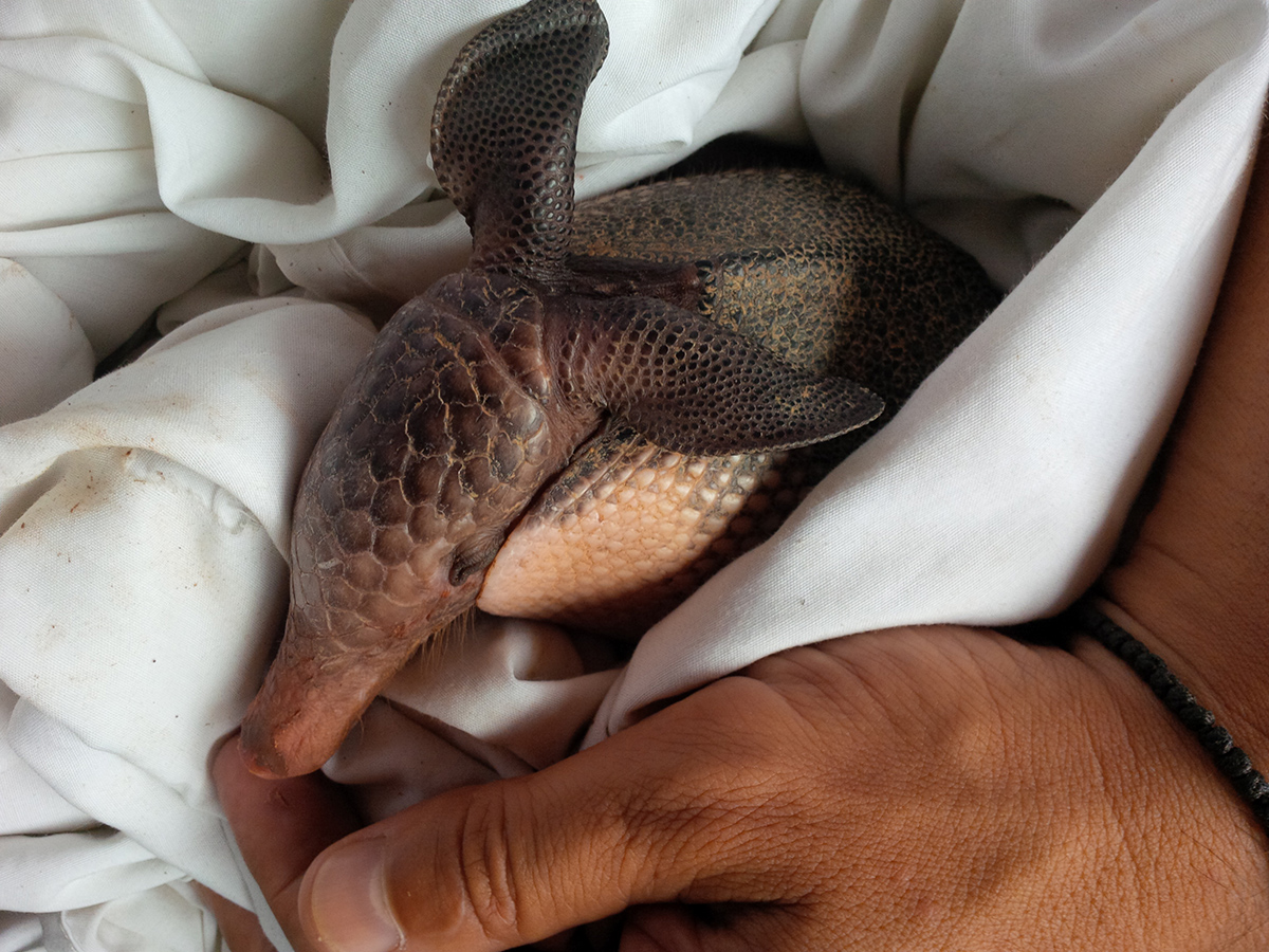 baby-armadillo