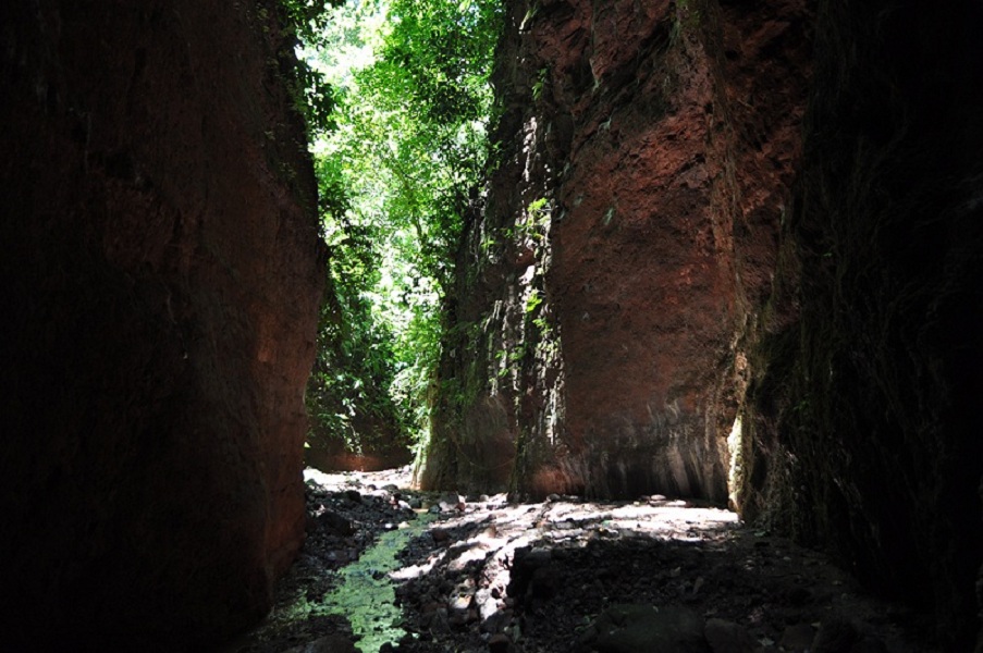 selva cueva